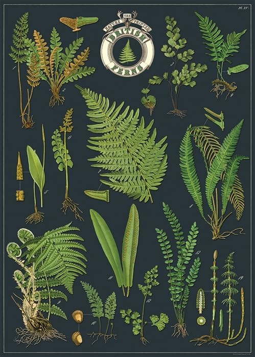 British Ferns Decorative Paper Wrap- 20x28" Sheet