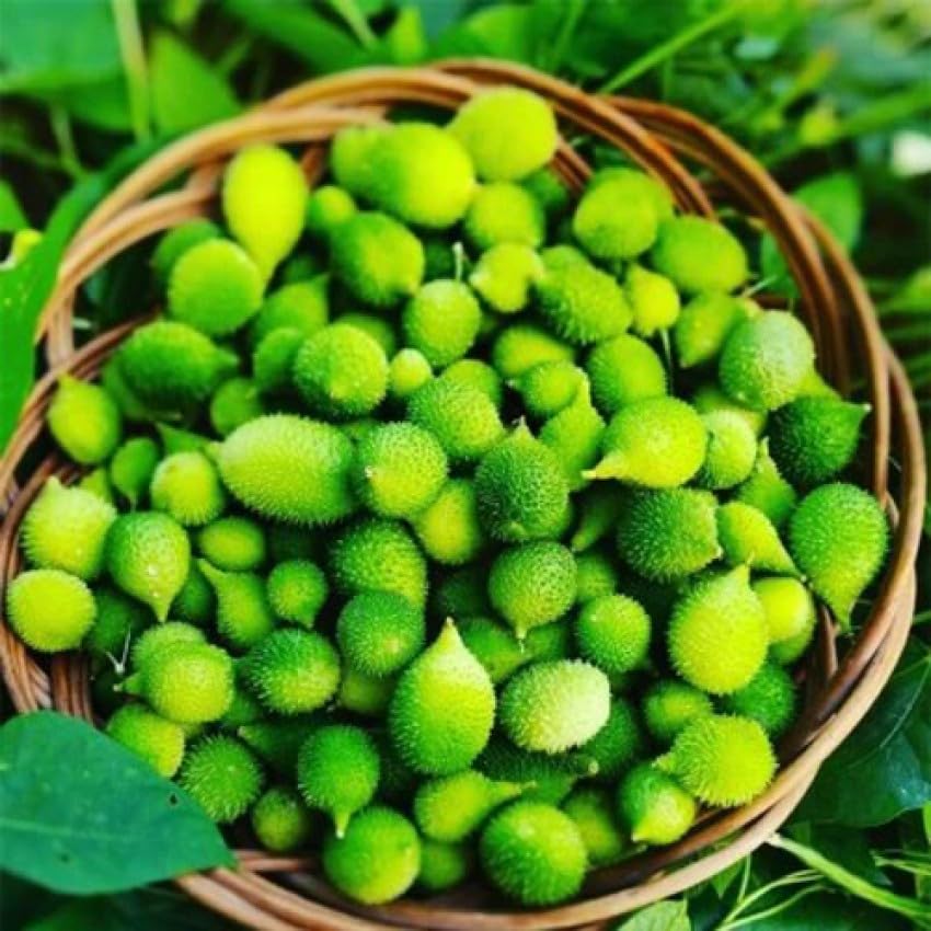Momordica dioica Seeds for kitchen gardening Kakoda Kantola Vegetable Seeds(pack of 20 seeds) (B0C3RFS7DX) Amazon Price History, Amazon Price Tracker