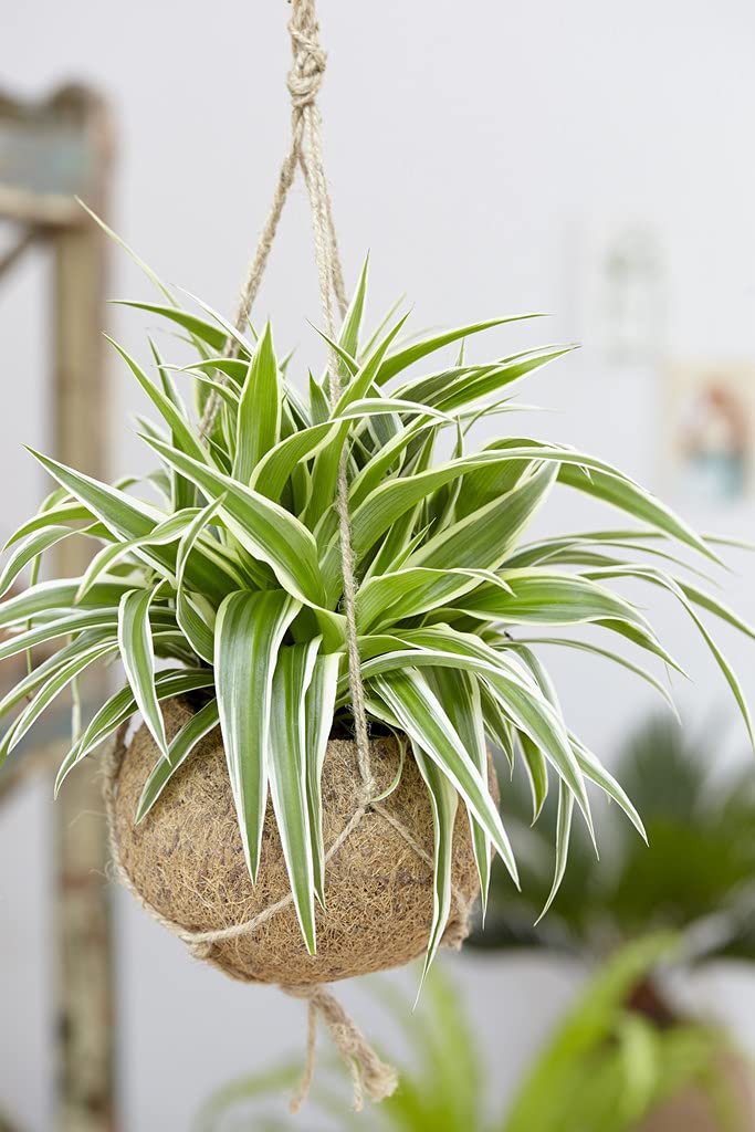 Bloomique - 3er-Set - Chlorophytum Variegatum - Grnlilie - Zimmerpflanzen  - Luftreinigend - Tierfreundlich - Hhe 20-30 cm - Topf 12 cm : Amazon.de:  Garten