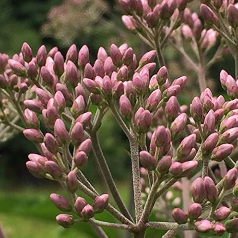 Spotted Joe Pye Weed Seed Bombs, Bulk Seed Balls for Fall Planting (Eutrochium maculatum) (50) Cover