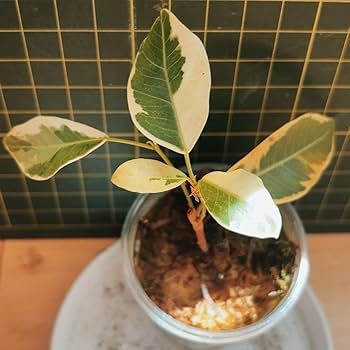 斑入りガジュマル Amazon.co.jp: 斑入りガジュマル : おもちゃ