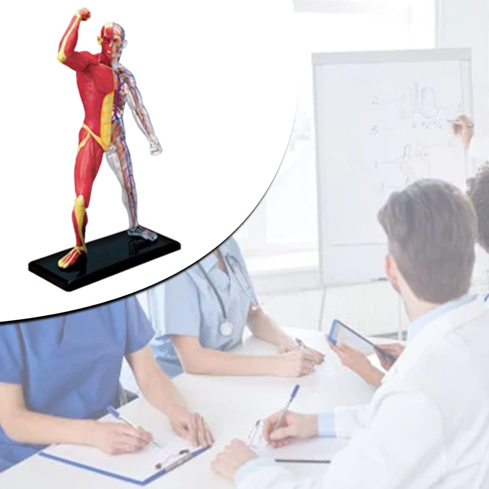 Genérico Modelo en Miniatura del Sistema Muscular, Anatomía Humana Modelo Músculo Esqueleto para Estudio y Exposición Modelo del Sistema Muscular Anatomía para Niños,Enseñanza Médica