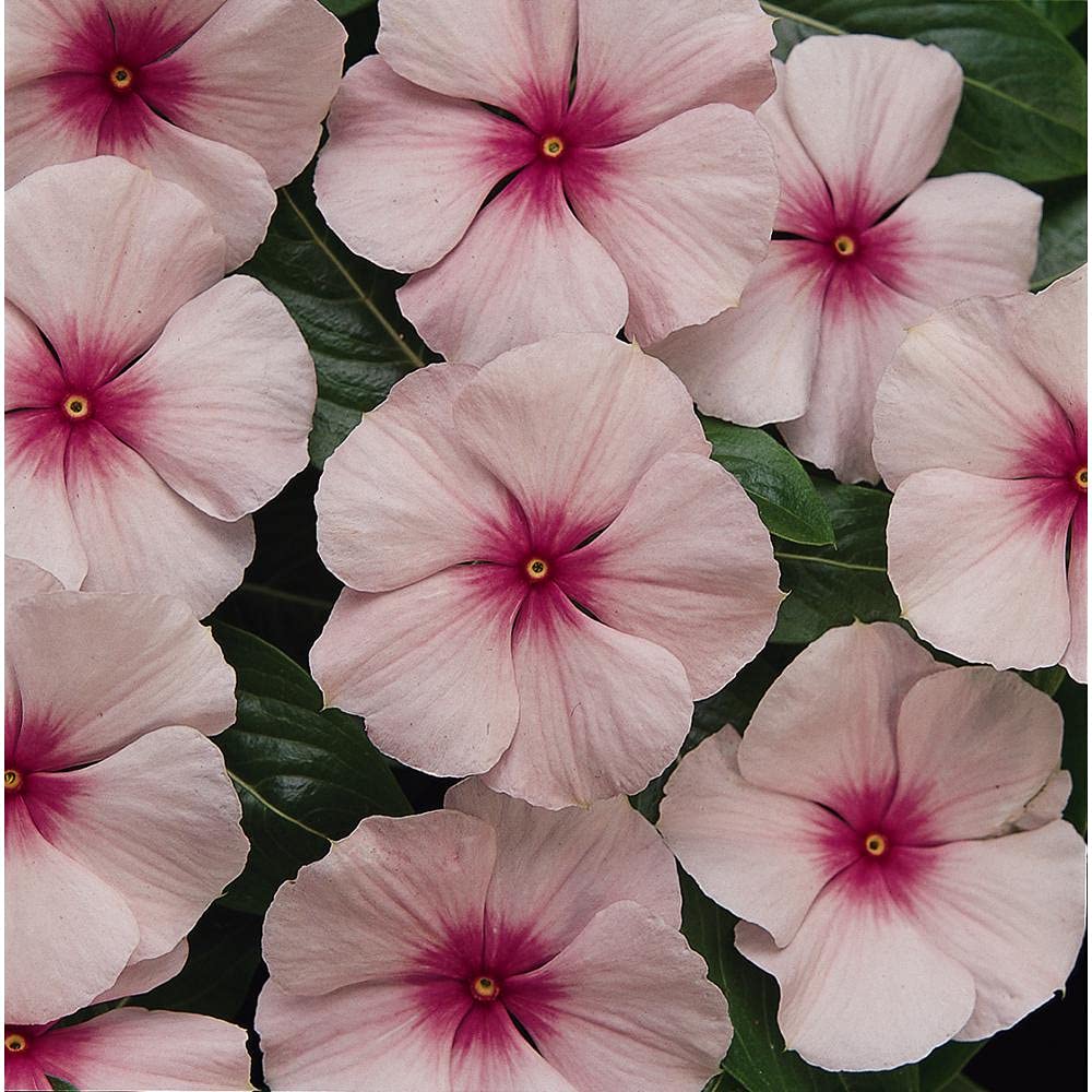 U-GROW INDIA PINK VINCA FLOWER SEEDS (100 SEEDS/PACKET) (B094RBX9MF) Amazon Price History, Amazon Price Tracker