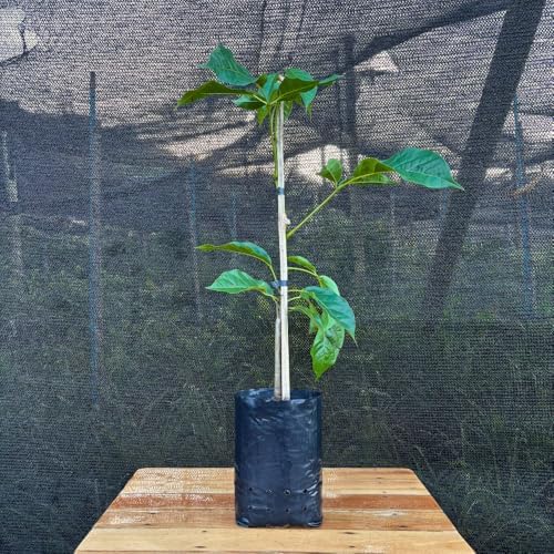 Muda de Ipê Rosa Nativa 70cm - Rápido Crescimento e Floração - Mu...