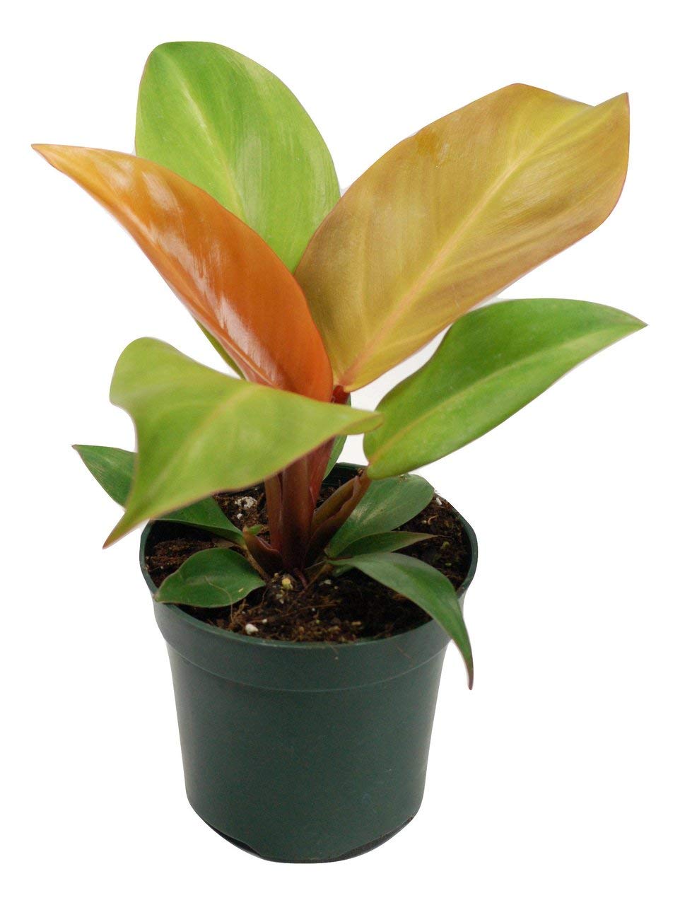 The Four Seasons Philodendron Prince of Orange Rare Natural Live Plant in Pot (B08CY8B89W) Amazon Price History, Amazon Price Tracker