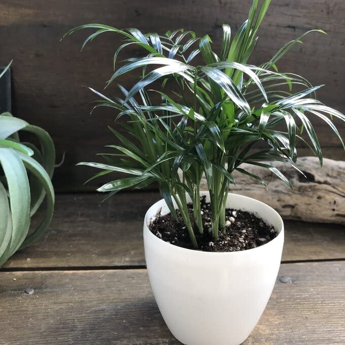 Amazon｜テーブルヤシ 白鉢 チャメドレア テーブルに 観葉植物