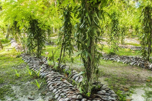 Foto von Hymor Bourbon Vanille aus Madagaskar - 50g 16-18 cm - Vanilleschoten Gourmet aus ganzen Schoten neue Ernte Madagaskar-Vanille Bourbon-Vanille Premium Qualität, zum Kochen und Backen