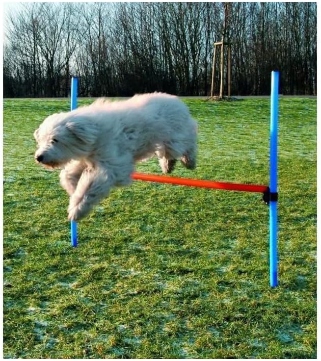 How Much Does Dog Agility Training Cost