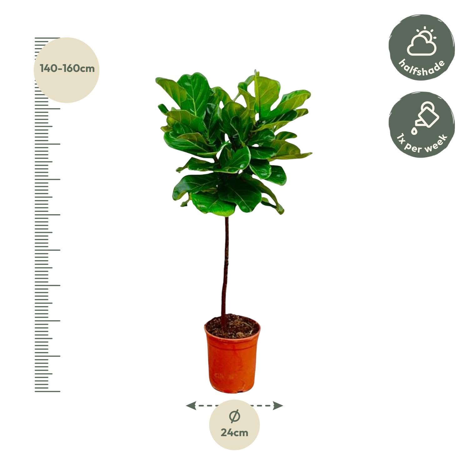 Ficus Lyrata am Stamm - 115-130cm - Ø24cm - Zimmerpflanze - Immergrün