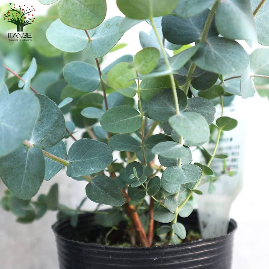 Amazon.co.jp: ユーカリ シルバーダラー 3.5号ポット苗 2個