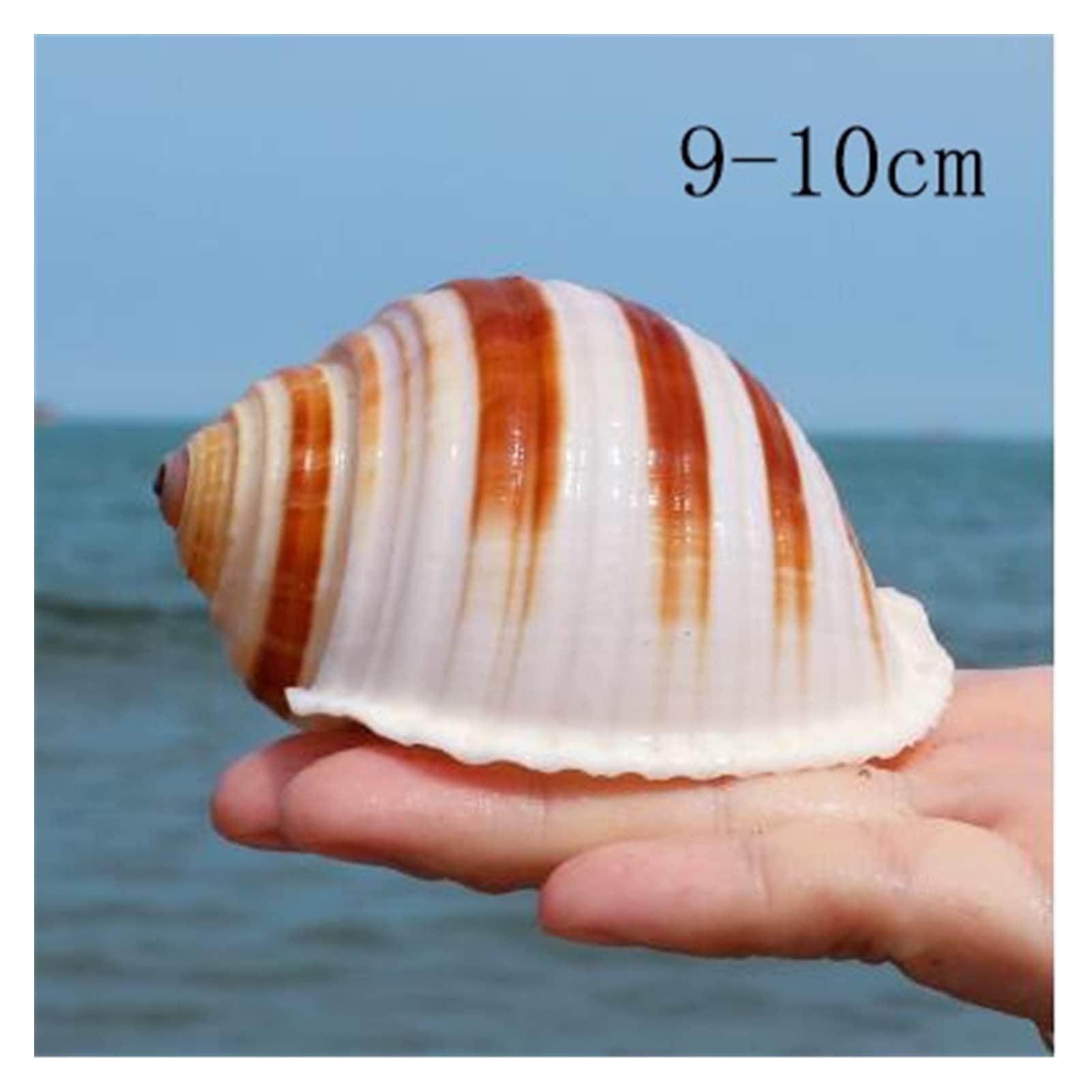 12 Teile/los Neue Seeschnecke Natürliche Shell Große Tritonshorn Aquarium Aquarium Rolle Schalentiere Zucht Mittelmeer Topf Einrichtung Ozean Dekoration Raumdekoration (Color : 9-10cm)
