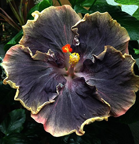20 Rare Yellow Black Hibiscus Seeds Giant Dinner Plate Flower Garden Exotic