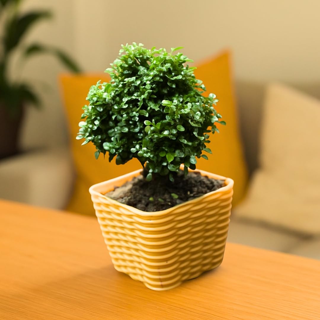 Table Kamini Miniature Bonsai | Beautiful Green Shrub | Live Plant in Pot | Ideal for Office Table || With Pot (Pack Of 1)-image-22