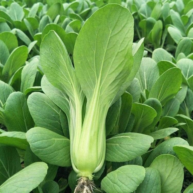 Amazon.co.jp: 野菜の種 四季上海青 ミニチンゲン菜 : ホビー