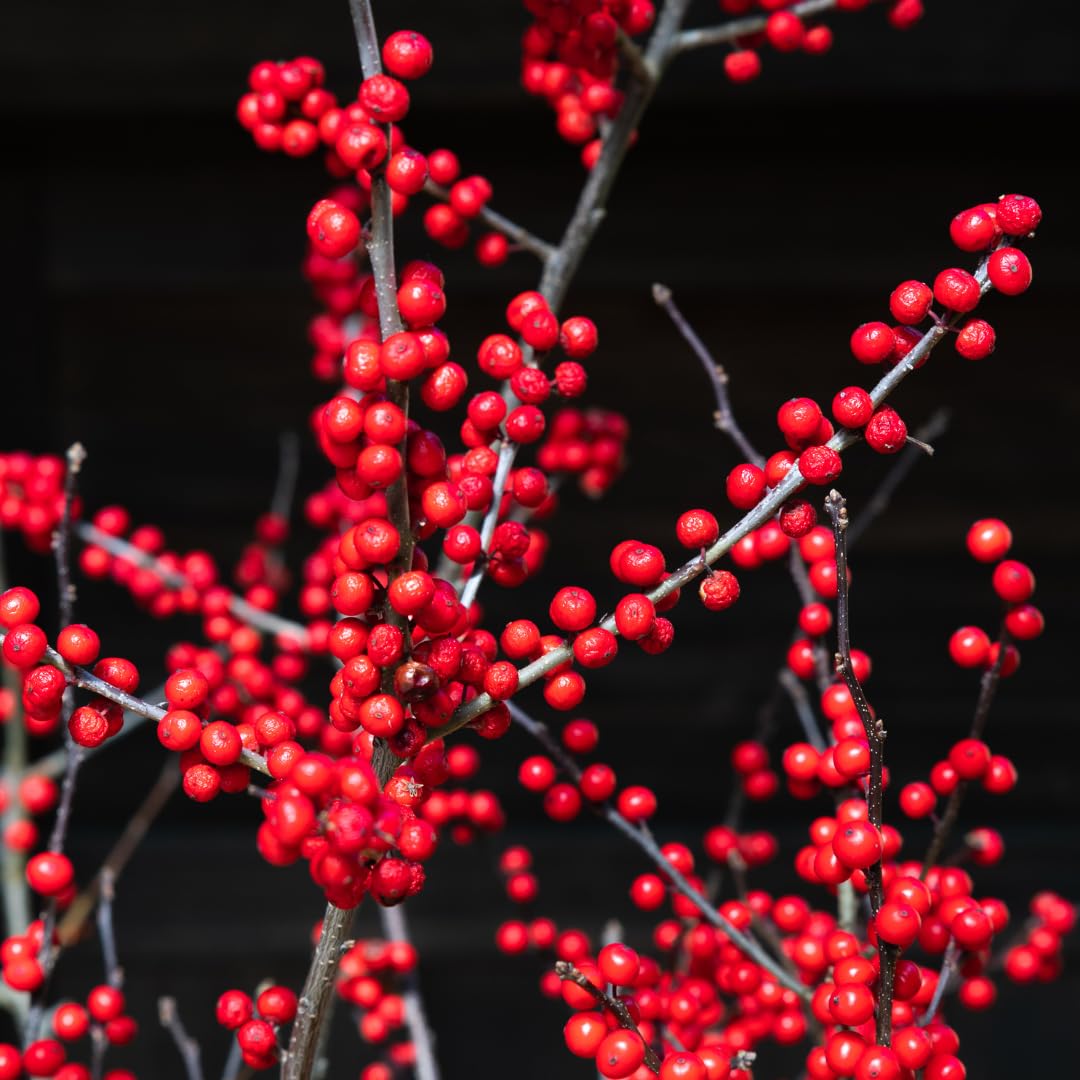 PlantsSeedsBulbs Red Winterberry Live Plant