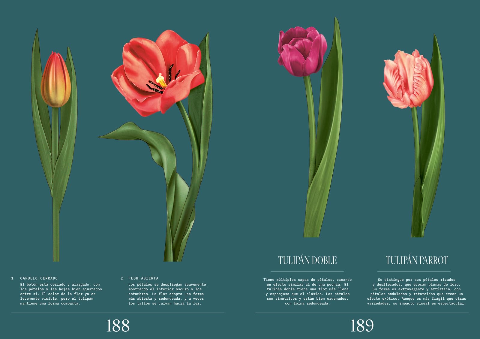 Floripedia: Una exploración de la belleza y el arte de las flores (JARDINERIA Y PLANTAS DE INTERIOR)