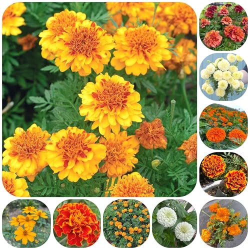 semi di calendula, semi di decorazione da giardino per esterni regali per amanti del giardino da roccioso autunnali 1000pcs