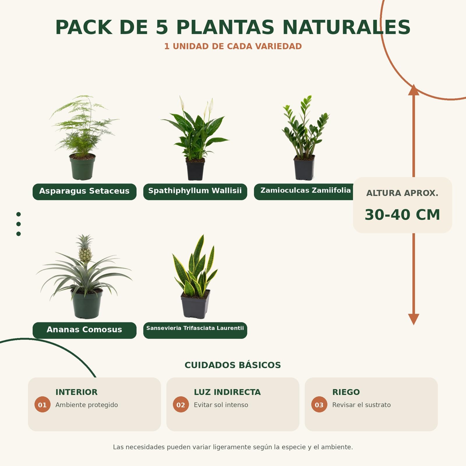 DECOALIVE Pack de 5 Plantas Naturales de Interior para Salón y Rincón Verde - Selección Variada