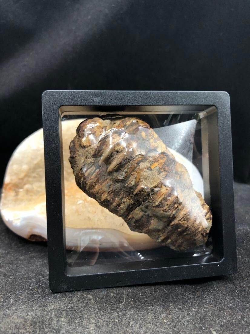 Morocco Trilobite Fossils Age of Dinosaurs