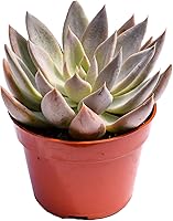 Vista 11 de Planta suculenta Echeveria viva - Suculenta Echeveria de 4 pulgadas con raíces completas (Echeveria Benitsukasa)