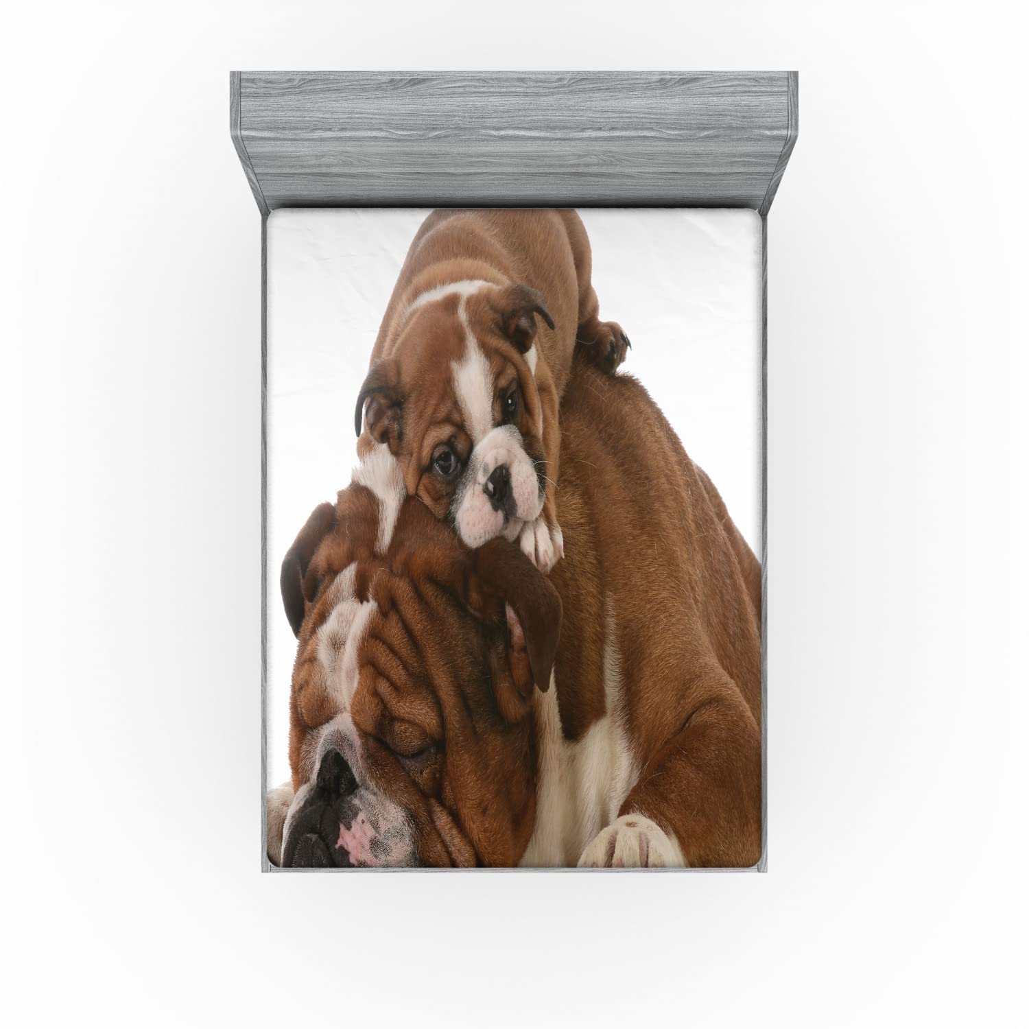 Ambesonne English Bulldog 2 Pack Fitted Sheet, Father and Son, Bed Cover All-Round Elastic Deep Pockets 2 Pieces, Package Contains 2 California King Fitted Sheets, Brown and White