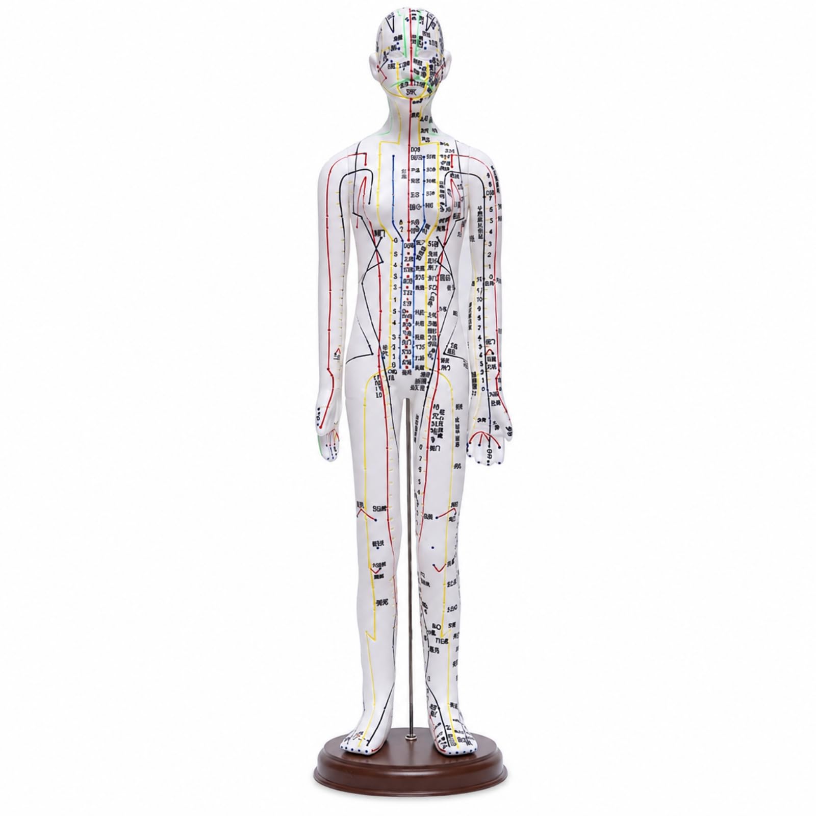 Modello di Meridiani e Agopunti Preciso Modello di Agopuntura Maschile Chiaro Manichino da Agopuntura con Base per Insegnanti , Bianco , 62 Cm