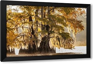 ArtDirect Cypress trees in autumn at Lake Dauterive near Loreauville-Louisiana-USA Custom Framed Art Print Giclee Print or Canvas Options with Various Sizes and Customization by Haney, Chuck (604757)