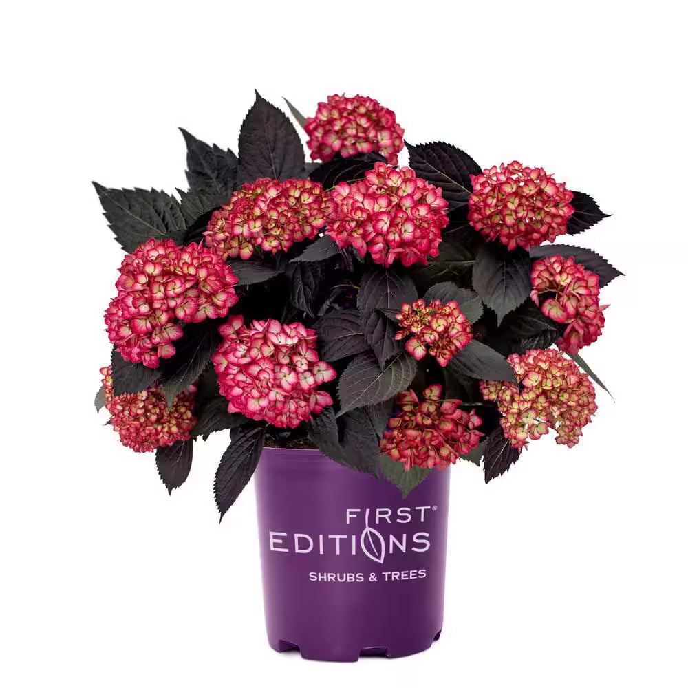Eclipse Bigleaf Hydrangea