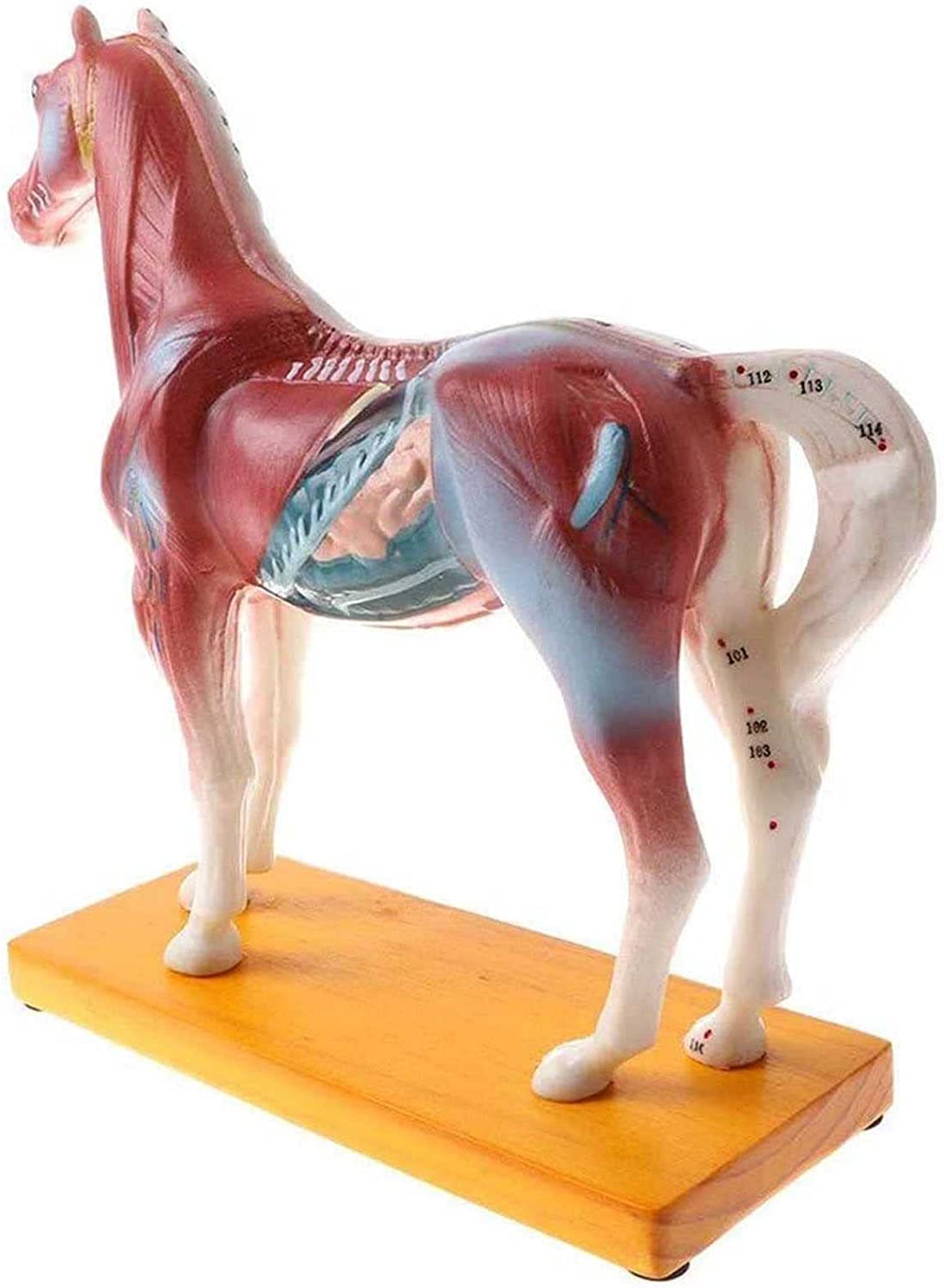 Lehrmodell, Pferdeakupunkturmodell, 114 Akupunkturpunkte Pferdeanatomisches Modell, für Schullehrmittel, Laborbedarf, Tierpunkte-Akupunkturmodell