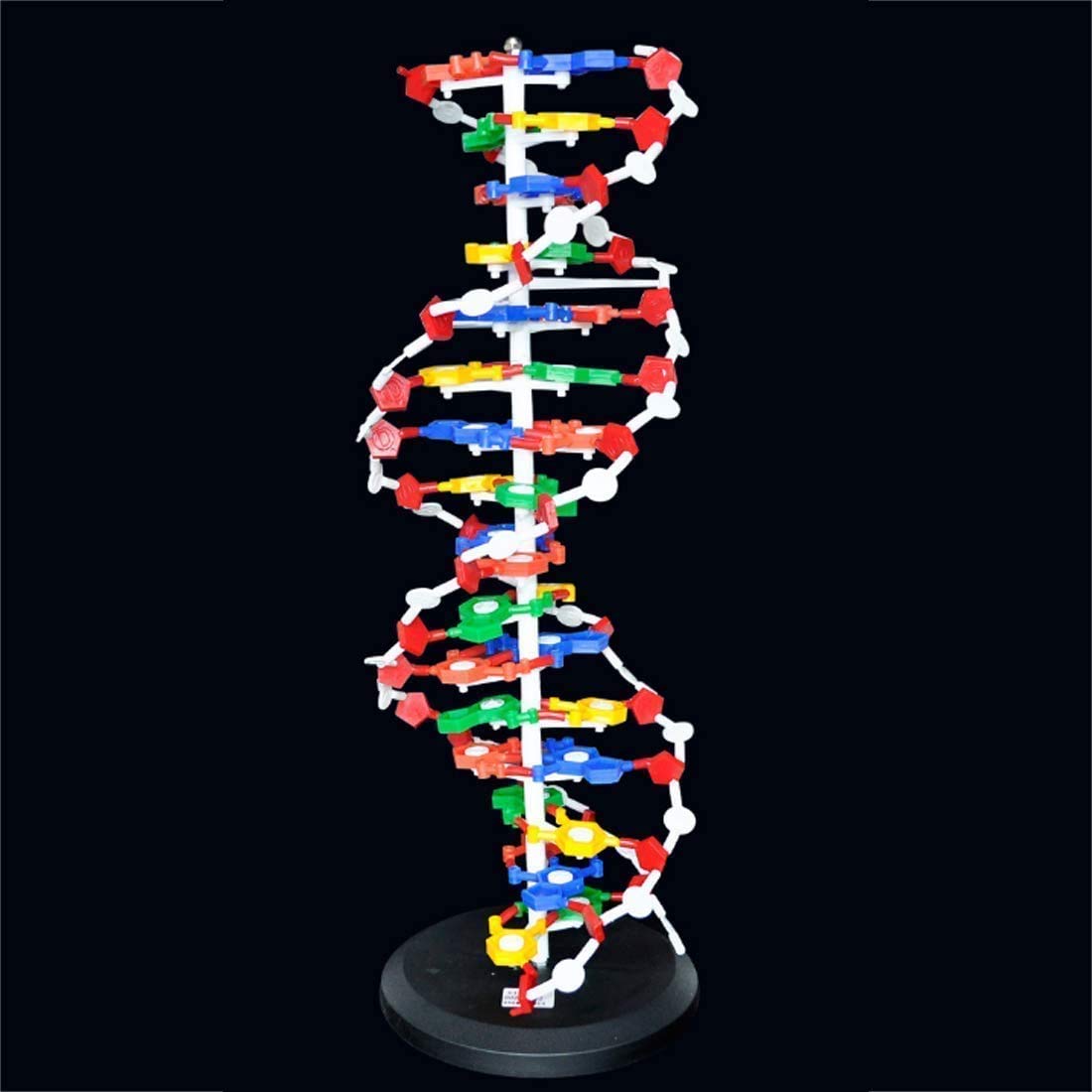 modèles ADN biologie matériel d'aide enseignement Aides à l'enseignement de biologie modèle d'ADN Assemblage modèle Humain Gene 21Cm