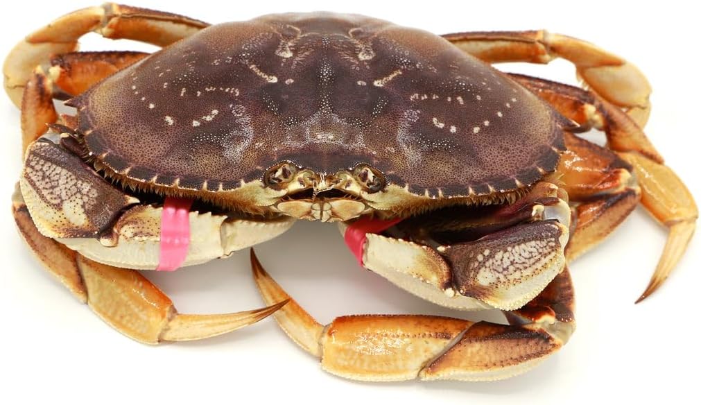 AirFly Complete Crabbing Kit: Foldable Castable Crabjaw Trap with Bait Clip & 4 Arm Harness with Stainless Steel Hooks and Buoy Float – Durable and Portable Crabbing Solution