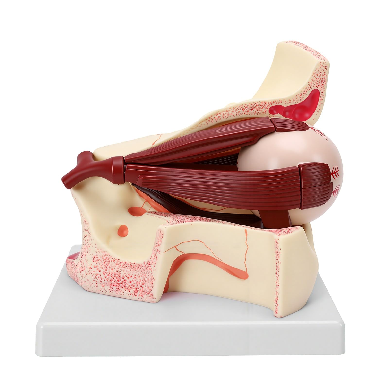 Rengue Vergrößertes Menschliches Augenanatomie-Modell mit Abnehmbaren