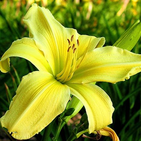 Amazon ワスレグサ根茎 室内装飾花 多年草 観賞植物 リビングルームの装飾 リッチでカラフル カラフルな花 エレガント 鉢植えができます 2根茎 1 花 Amazon ワスレグサ根茎 室内装飾花 多年草 観賞植物 リビングルームの装飾 リッチでカラフル カラフルな花 エレガント 鉢植えができます 2根茎 1 花