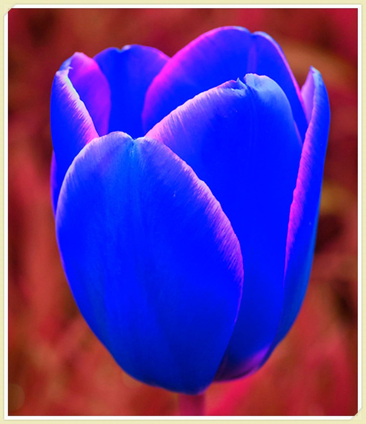 Tulipano Bulbi, Naturali, Vitali -Robusti, Compatti, Freschi-15 Bulbi-A