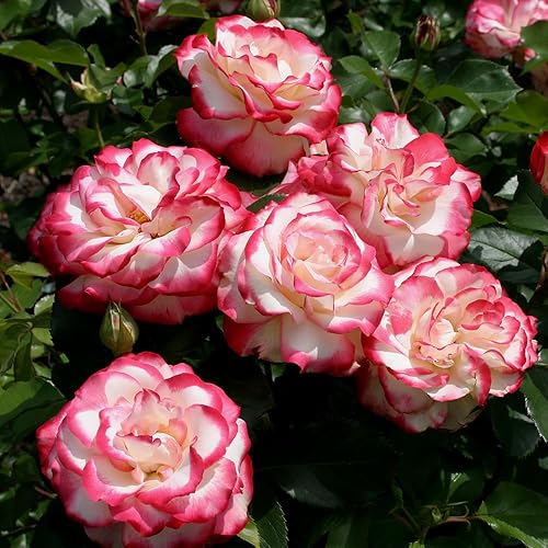 Miniatura 2 de Heirloom Roses Rose Bush Live - Cherry Parfait Live Grandiflora Rose Plant para plantar al aire libre