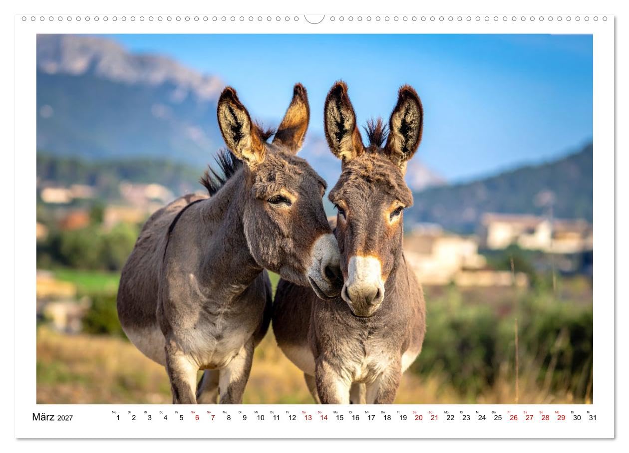 Kleine und große Eselein (Wandkalender 2027 DIN A2 quer), CALVENDO Monatskalender: Weiche Ohren, sanfte Seelen, lustige Stimmung - so sind Esel (CALVENDO Tiere)