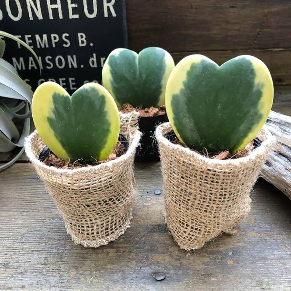 斑入り　ハート ホヤ　苗　ほや はーと　多肉/植物　山野草/フイリ 斑入り ハート ホヤ 苗 ほや はーと 多肉/植物 山野草/フイリ