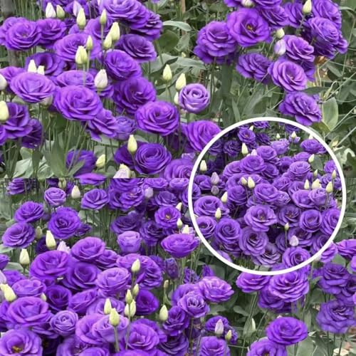 Lisianthus Seeds for Cut Flower Gardens 1000 or 2000 Annual Seeds for Growing Rose-Like Blooms on Long Stems for Bouquets Borders and Containers Ideal for Floral Arrangements (Purple 1000)