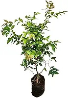 Muda Planta De Jabuticaba Hibrida