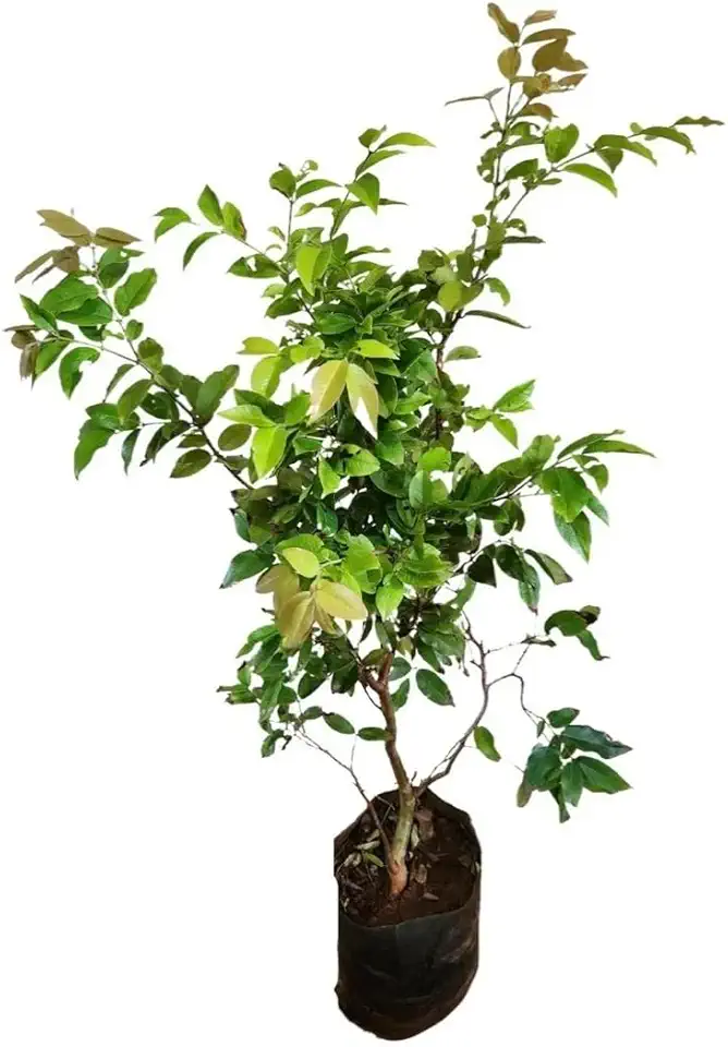 Muda Planta De Jabuticaba Hibrida