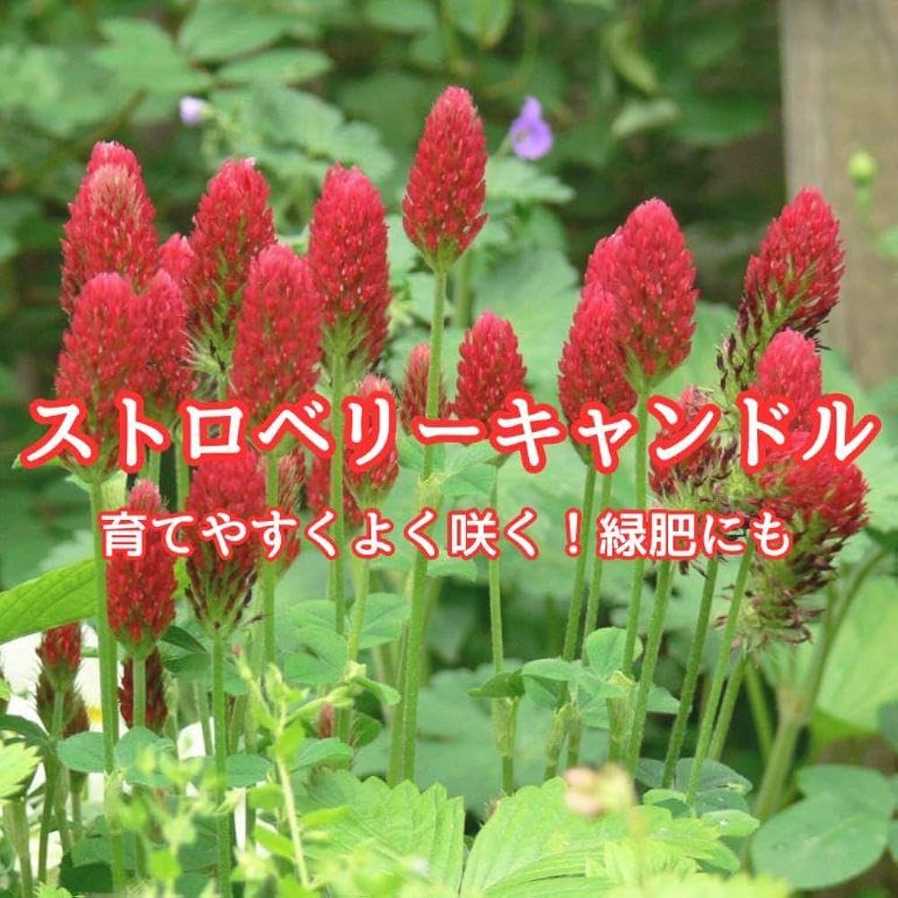 Amazon.co.jp: 花の種ストロベリーキャンドル 種子 20g！緑肥