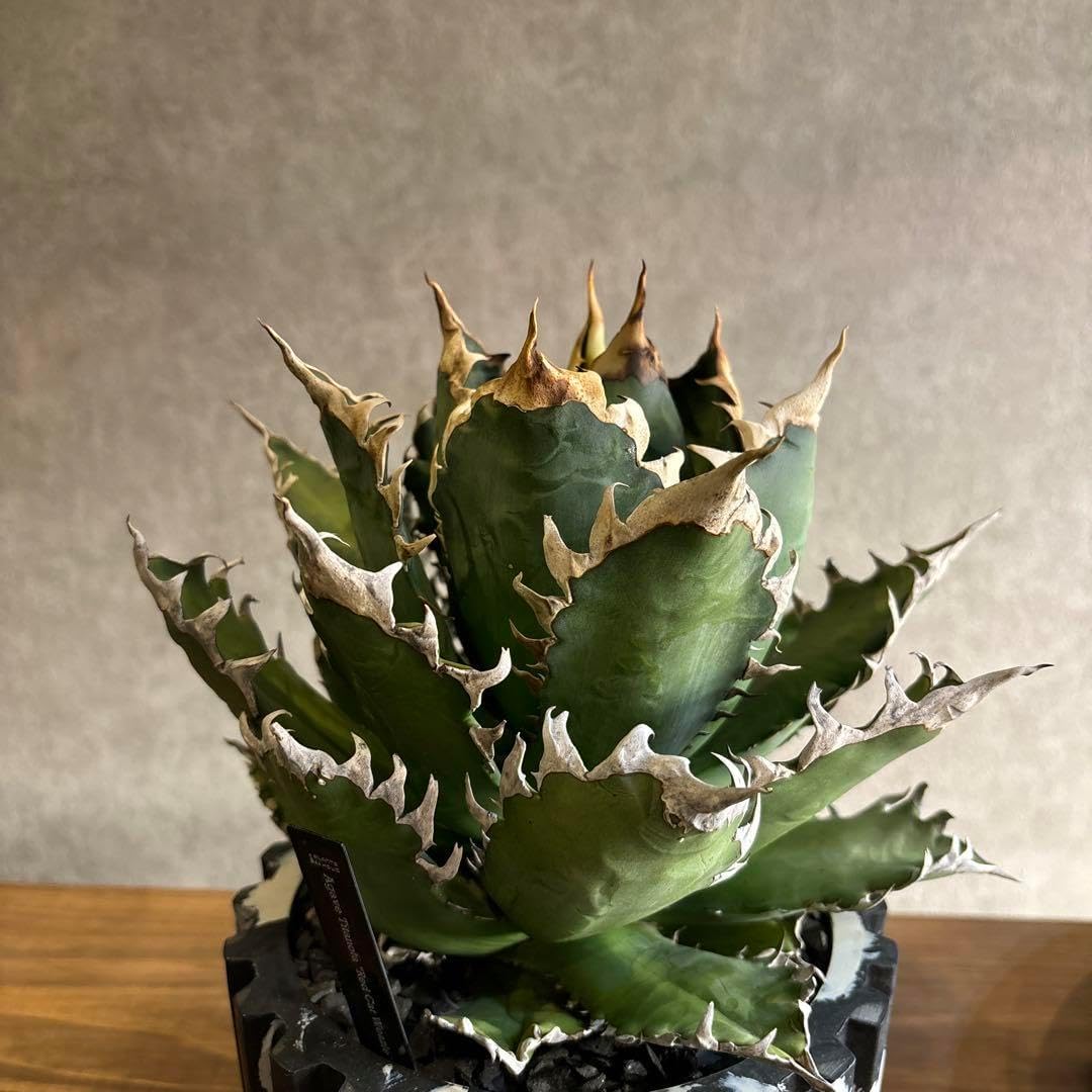 アガベ チタノタ レッドキャッドウィーズル 赤猫 ゴリ猫 コレクション