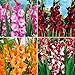 Produktbild Gladiolus Mix | Gladiole Mischung | Gemischte Farben | 40 Knollen