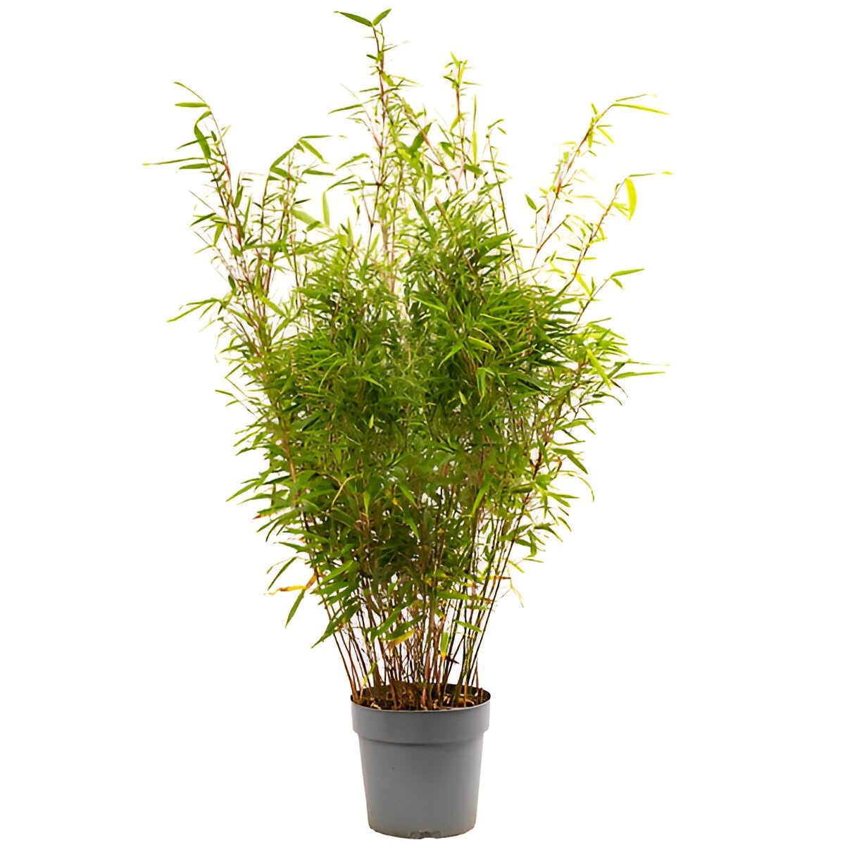 ABEFARIYA Live Plant Bonsai Rare White Bamboo Dendrocalamus Minor Garden| with Grow bag -(height 30-35 c.m.) for home gardening (Quantity 1) Indoor & Outdoor Plant-image-5