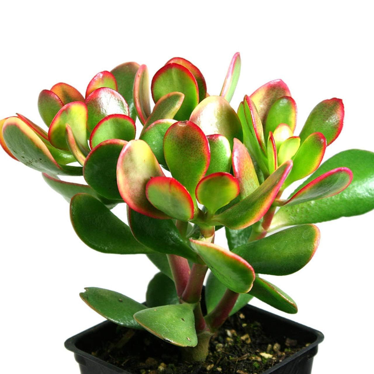 Live Good Luck Jade Plant | Crassula Ovata Succulent without Pot | Indoor Plant || Pack of 1 || NLH_8-image-47