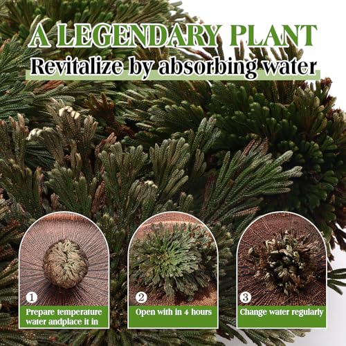 Nuanchu 12 Pack Rose of Jericho Planta de Resurrección Secada miniatura 3