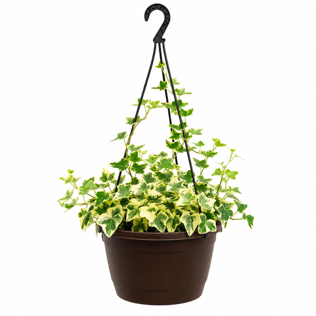English Ivy Live Plant with 4 Inch Pot, Indoor Air Purifying Hanging Vine, Easy Care Evergreen Houseplant for Home, Balcony and Office Decor, Pack of 1-image-47