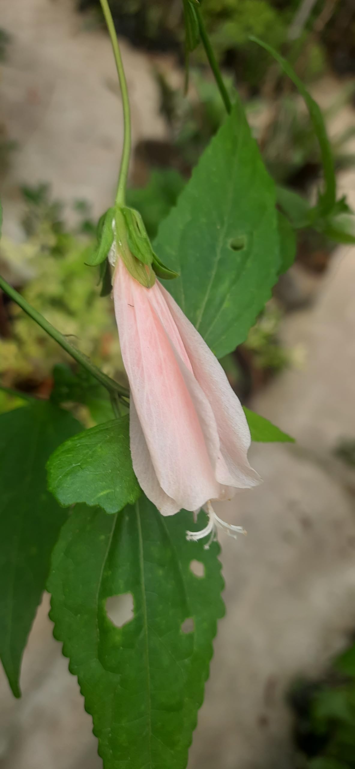 greEen earth™ SLEEPING Hibiscus PINK Lalambari Gudhal Mottu chemparathi flower plant. (B0CNNN72K7) Amazon Price History, Amazon Price Tracker
