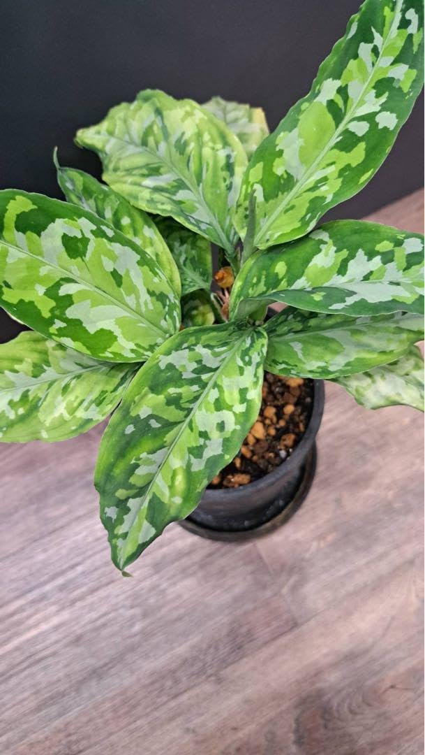 アグラオネマ ピクタム アンダマン トリカラー 【公式通販】