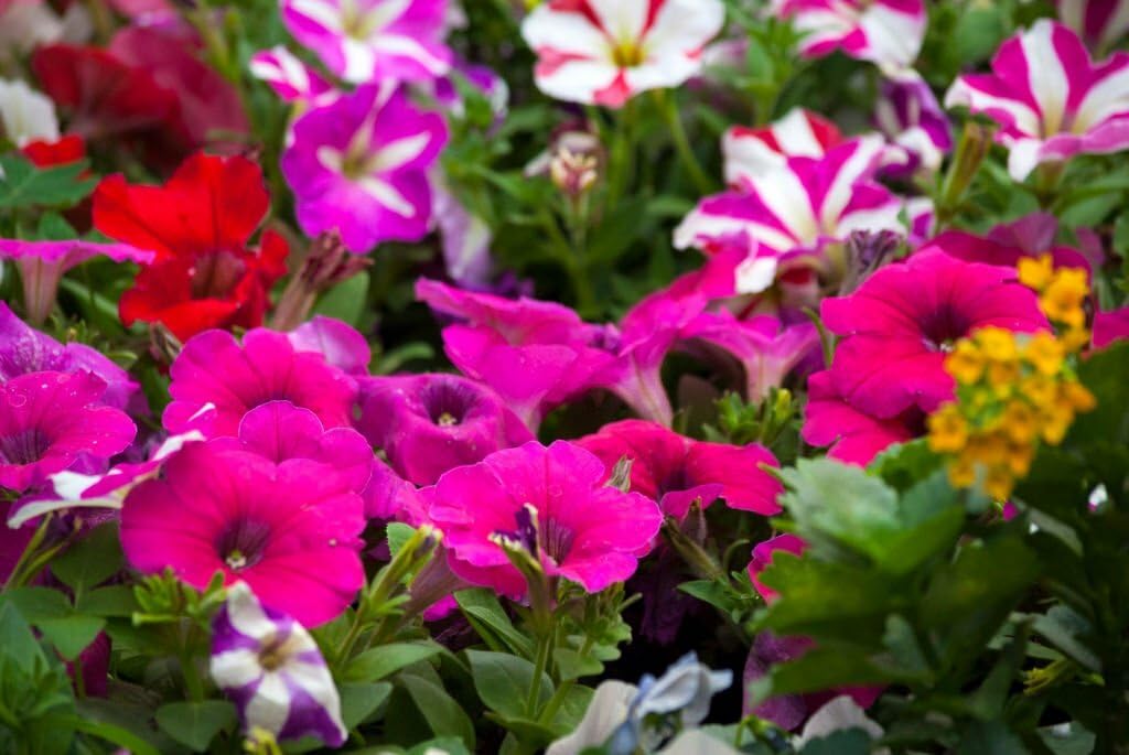 Hybrid petunia mixed flower seed (15 seeds) (B0CMNKZRXY) Amazon Price History, Amazon Price Tracker